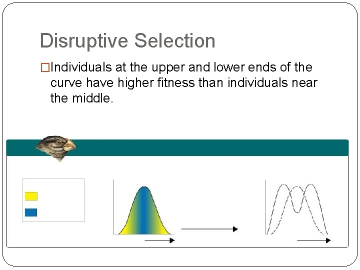 Disruptive Selection �Individuals at the upper and lower ends of the curve have higher