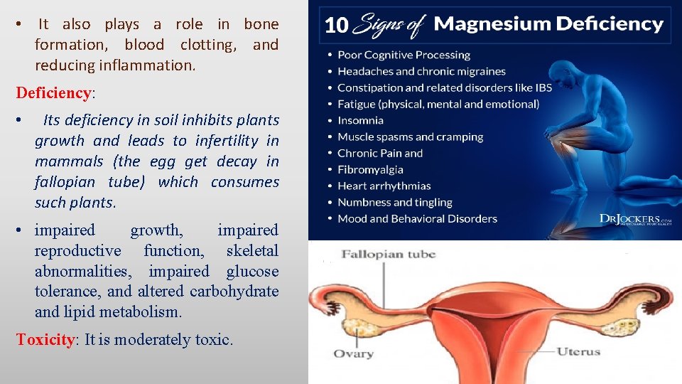  • It also plays a role in bone formation, blood clotting, and reducing