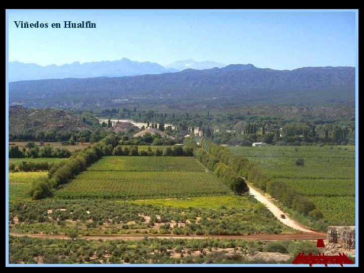 Viñedos en Hualfin 