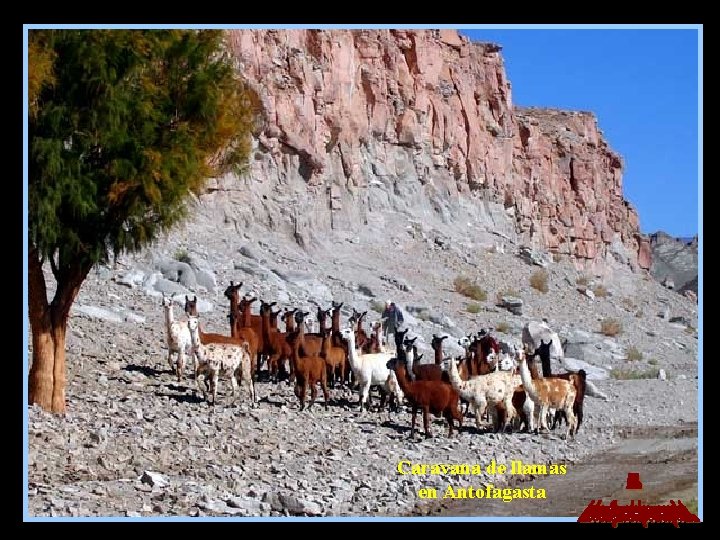 Caravana de llamas en Antofagasta 