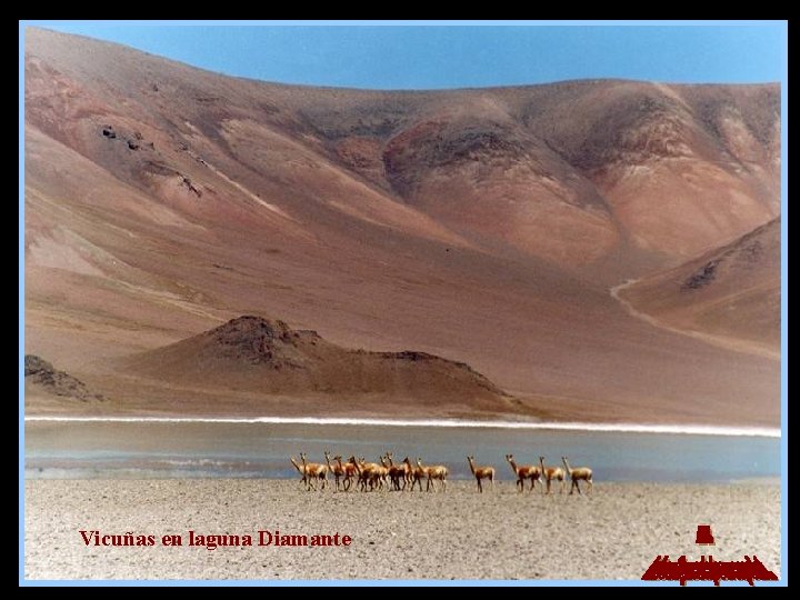 Vicuñas en laguna Diamante 