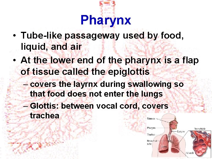 Pharynx • Tube-like passageway used by food, liquid, and air • At the lower