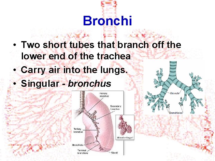 Bronchi • Two short tubes that branch off the lower end of the trachea