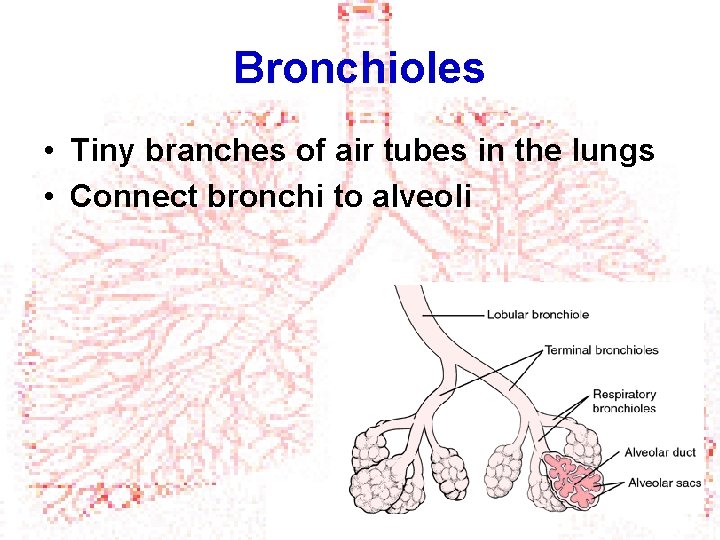 Bronchioles • Tiny branches of air tubes in the lungs • Connect bronchi to