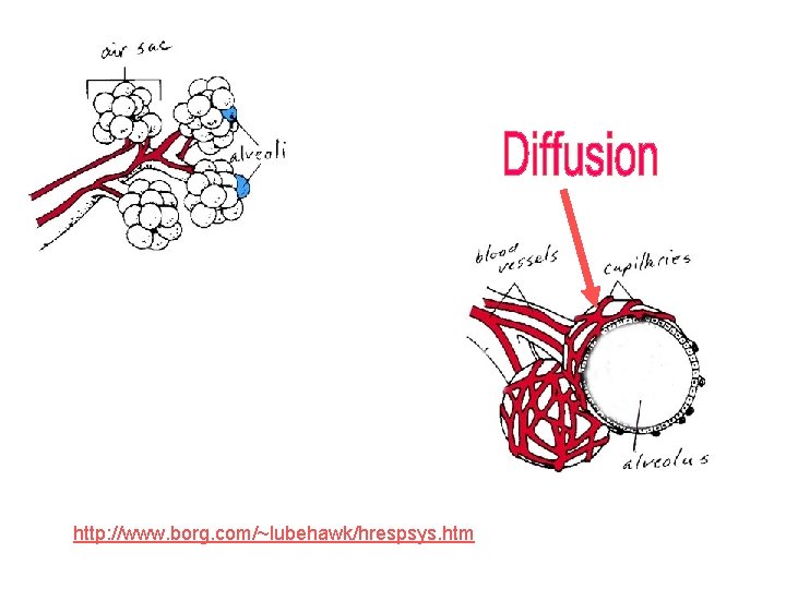 http: //www. borg. com/~lubehawk/hrespsys. htm 