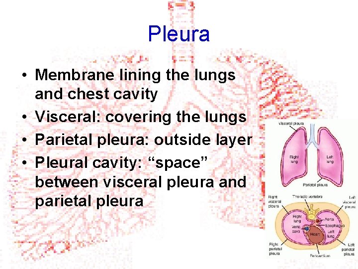 Pleura • Membrane lining the lungs and chest cavity • Visceral: covering the lungs