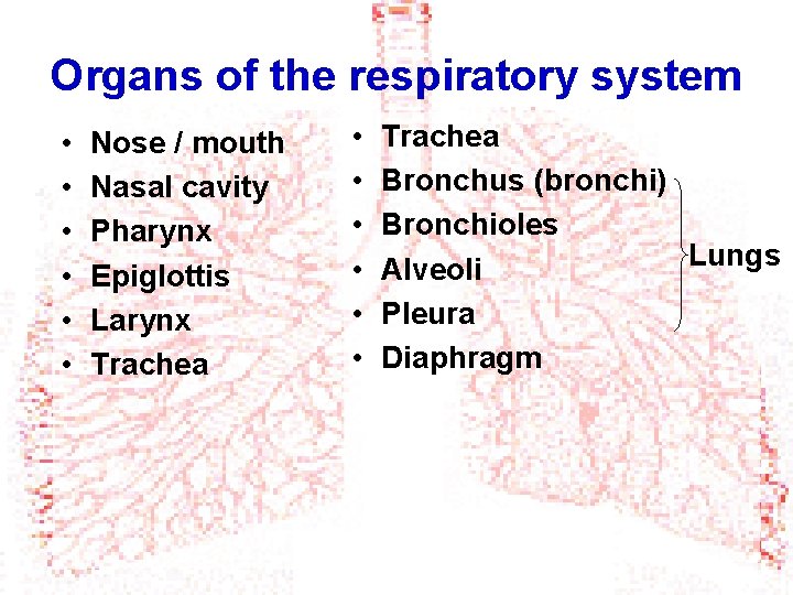 Organs of the respiratory system • • • Nose / mouth Nasal cavity Pharynx