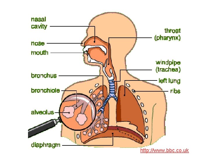 http: //www. bbc. co. uk 