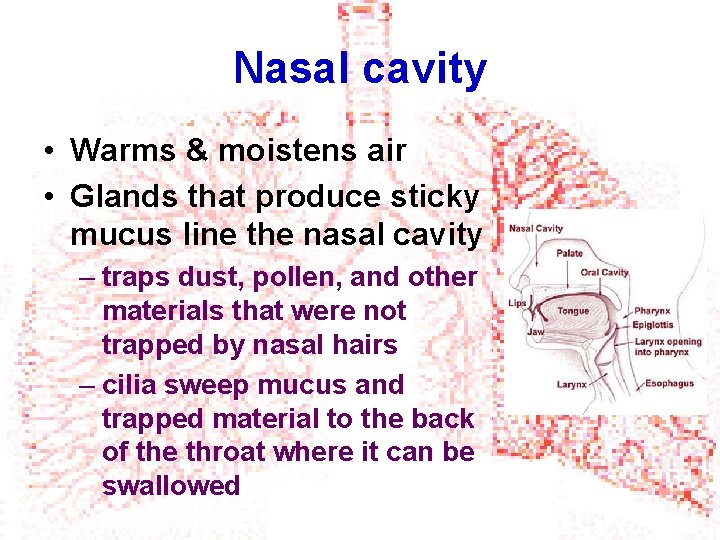 Nasal cavity • Warms & moistens air • Glands that produce sticky mucus line