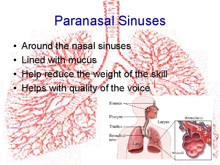 Paranasal Sinuses • • Around the nasal sinuses Lined with mucus Help reduce the