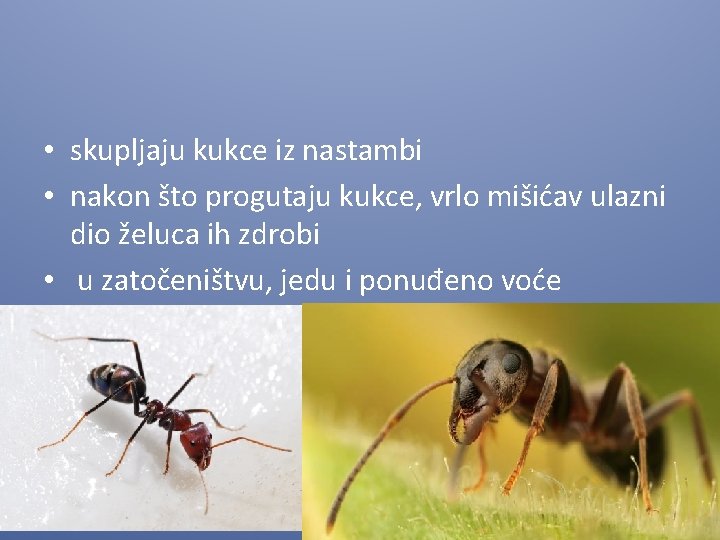  • skupljaju kukce iz nastambi • nakon što progutaju kukce, vrlo mišićav ulazni