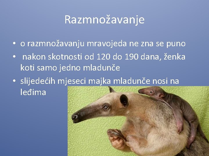 Razmnožavanje • o razmnožavanju mravojeda ne zna se puno • nakon skotnosti od 120