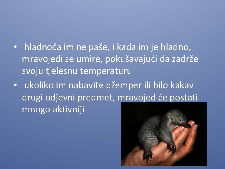  • hladnoća im ne paše, i kada im je hladno, mravojedi se umire,