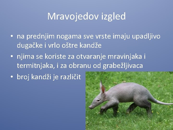 Mravojedov izgled • na prednjim nogama sve vrste imaju upadljivo dugačke i vrlo oštre