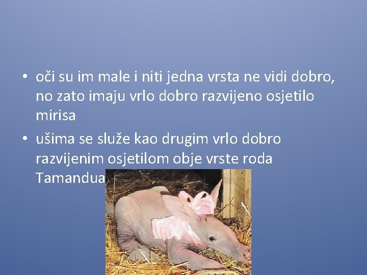  • oči su im male i niti jedna vrsta ne vidi dobro, no