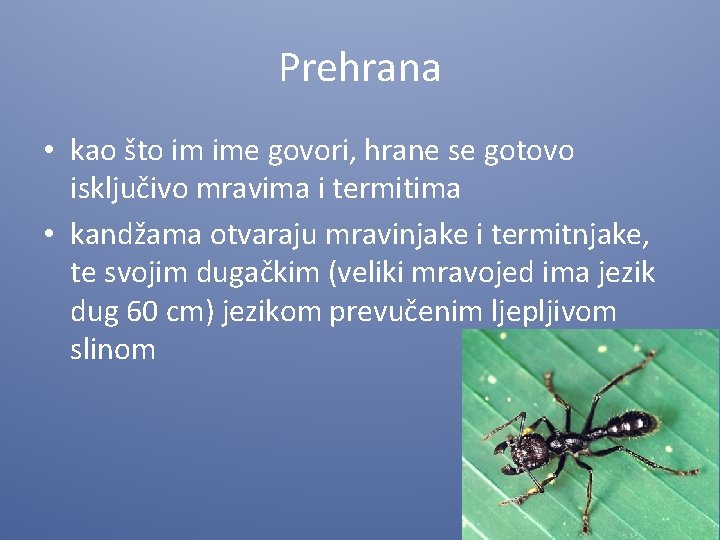 Prehrana • kao što im ime govori, hrane se gotovo isključivo mravima i termitima