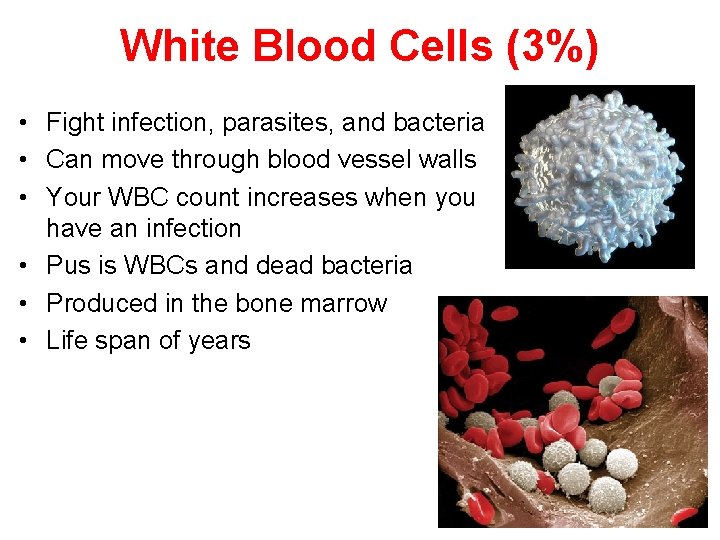 White Blood Cells (3%) • Fight infection, parasites, and bacteria • Can move through