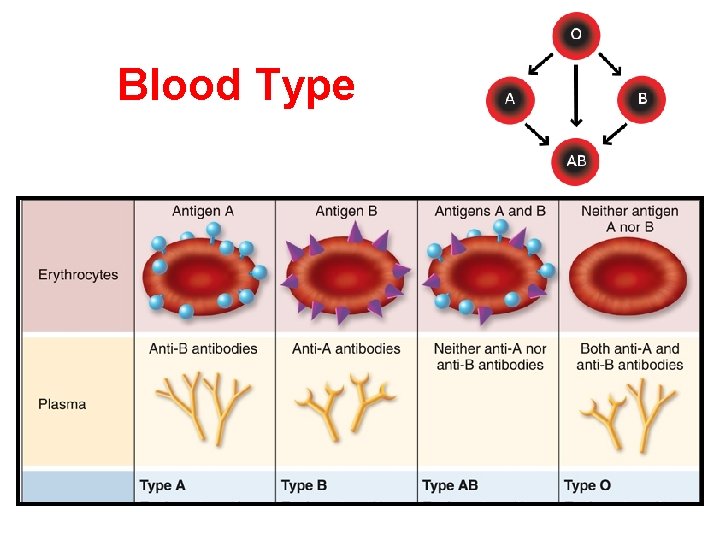 Blood Type 