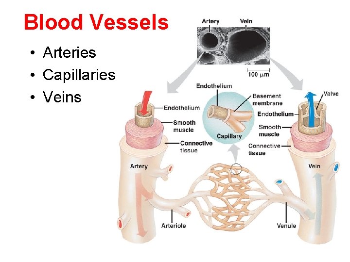 Blood Vessels • Arteries • Capillaries • Veins 