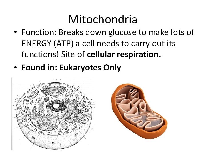 Mitochondria • Function: Breaks down glucose to make lots of ENERGY (ATP) a cell