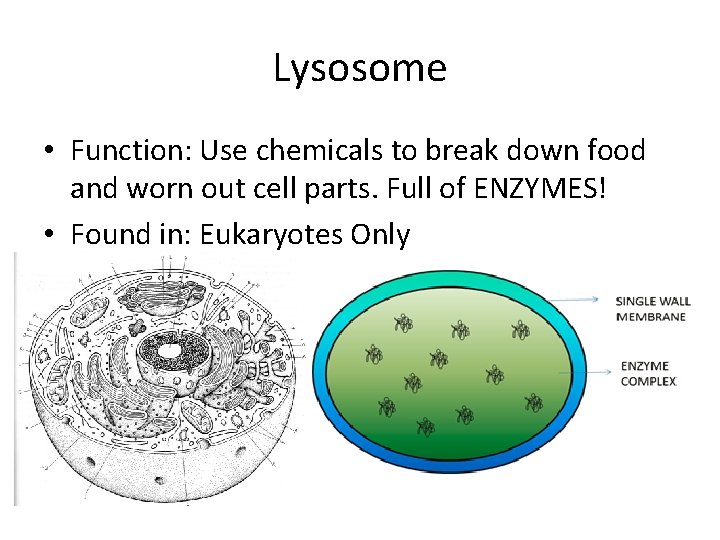 Lysosome • Function: Use chemicals to break down food and worn out cell parts.