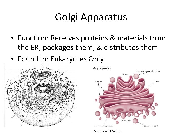 Golgi Apparatus • Function: Receives proteins & materials from the ER, packages them, &