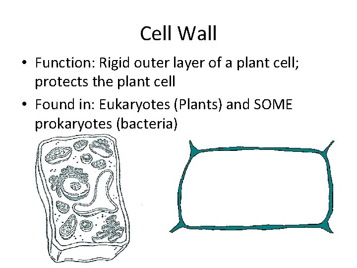 Cell Wall • Function: Rigid outer layer of a plant cell; protects the plant