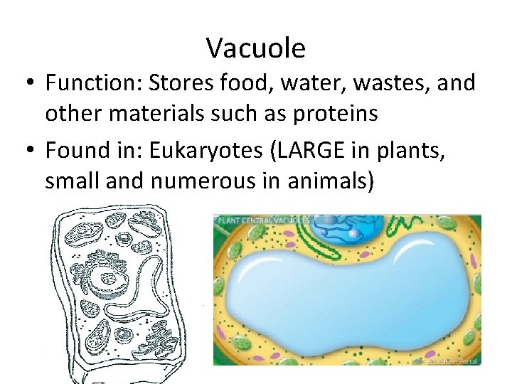 Vacuole • Function: Stores food, water, wastes, and other materials such as proteins •