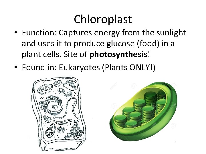 Chloroplast • Function: Captures energy from the sunlight and uses it to produce glucose