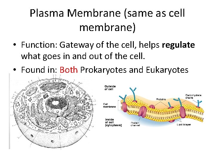 Plasma Membrane (same as cell membrane) • Function: Gateway of the cell, helps regulate