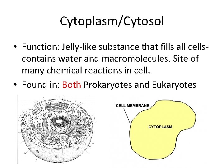 Cytoplasm/Cytosol • Function: Jelly-like substance that fills all cellscontains water and macromolecules. Site of
