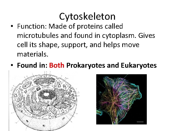 Cytoskeleton • Function: Made of proteins called microtubules and found in cytoplasm. Gives cell