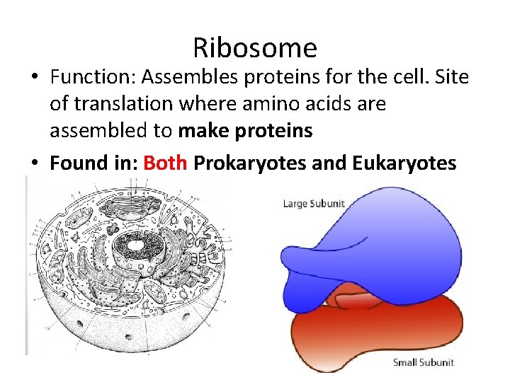 Ribosome • Function: Assembles proteins for the cell. Site of translation where amino acids