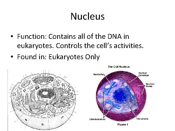 Nucleus • Function: Contains all of the DNA in eukaryotes. Controls the cell’s activities.