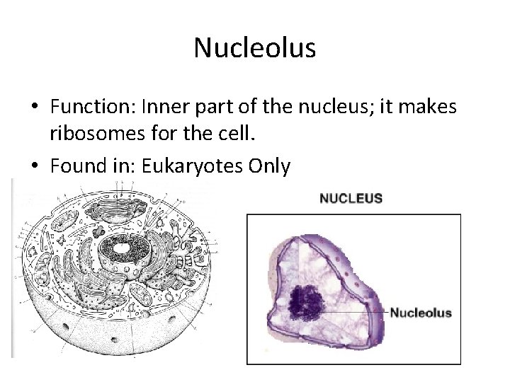 Nucleolus • Function: Inner part of the nucleus; it makes ribosomes for the cell.