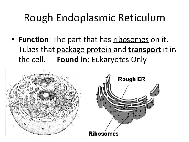 Rough Endoplasmic Reticulum • Function: The part that has ribosomes on it. Tubes that