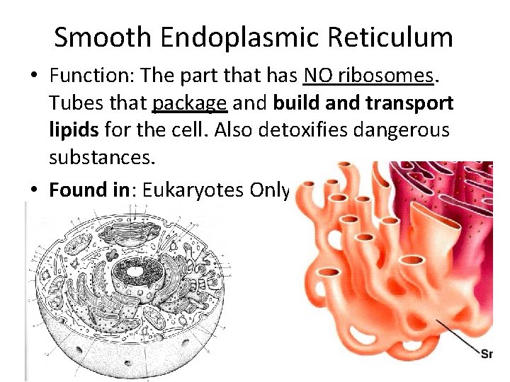 Smooth Endoplasmic Reticulum • Function: The part that has NO ribosomes. Tubes that package