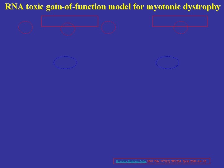 RNA toxic gain-of-function model for myotonic dystrophy Biochim Biophys Acta. 2007 Feb; 1772(2): 195