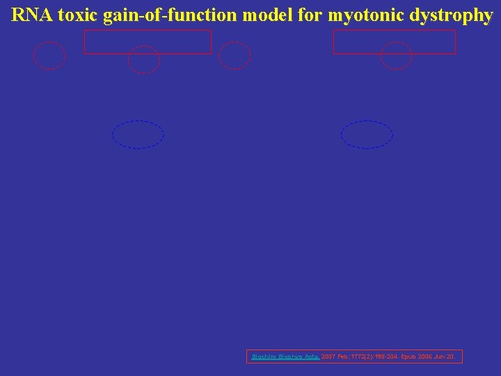 RNA toxic gain-of-function model for myotonic dystrophy Biochim Biophys Acta. 2007 Feb; 1772(2): 195