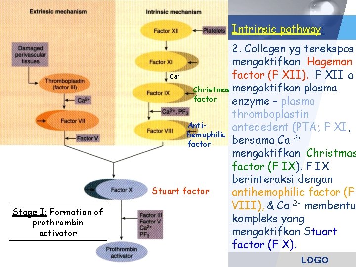 Intrinsic pathway: 2. Collagen yg terekspos mengaktifkan Hageman factor (F XII). F XII a