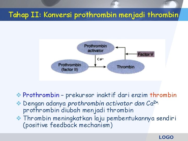 Tahap II: Konversi prothrombin menjadi thrombin Ca 2+ Prothrombin – prekursor inaktif dari enzim