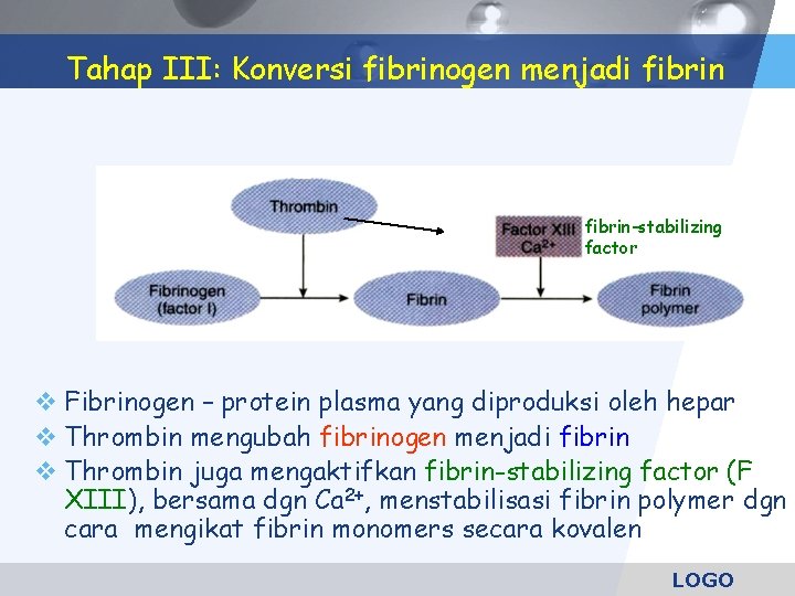 Tahap III: Konversi fibrinogen menjadi fibrin-stabilizing factor Fibrinogen – protein plasma yang diproduksi oleh