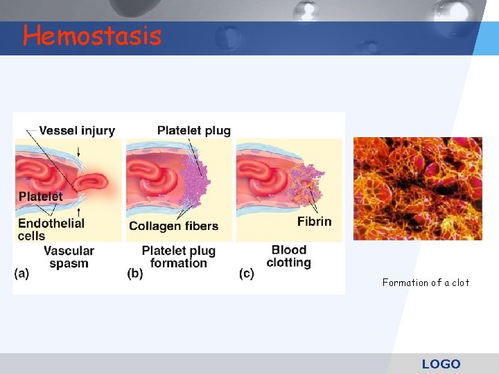 Hemostasis Formation of a clot LOGO 