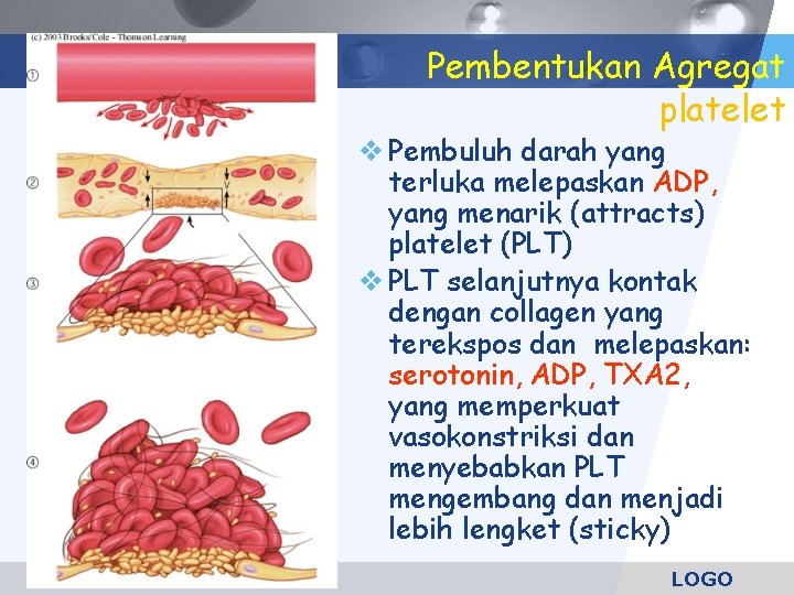 Pembentukan Agregat platelet Pembuluh darah yang terluka melepaskan ADP, yang menarik (attracts) platelet (PLT)