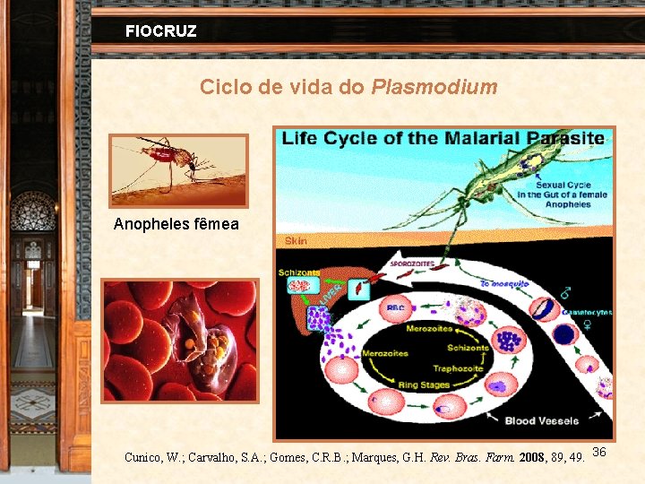 FIOCRUZ Ciclo de vida do Plasmodium Anopheles fêmea Cunico, W. ; Carvalho, S. A.