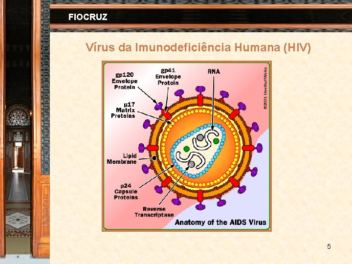 FIOCRUZ Vírus da Imunodeficiência Humana (HIV) 5 