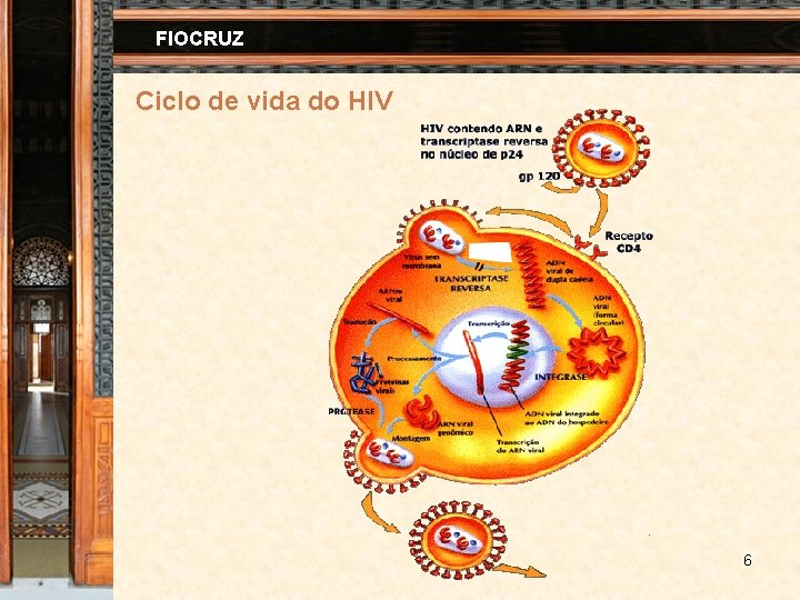 FIOCRUZ Ciclo de vida do HIV 6 