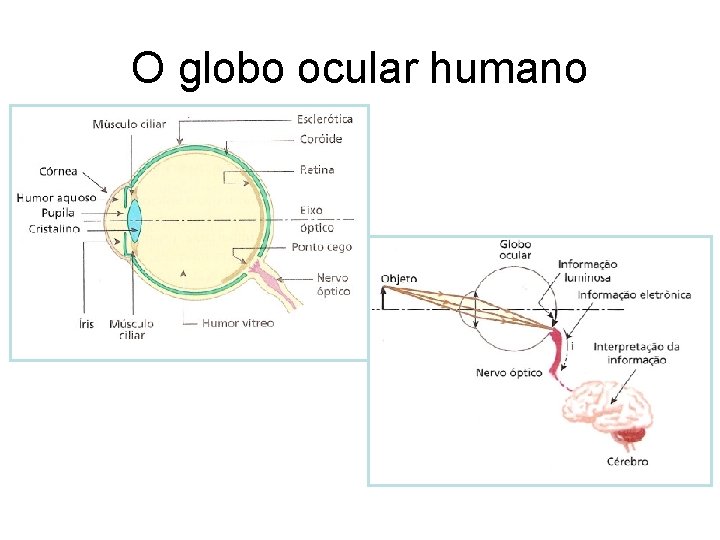 O globo ocular humano 