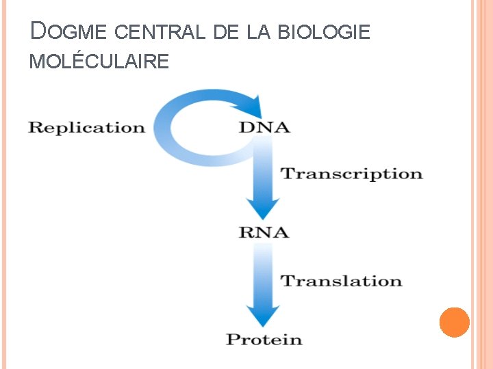 DOGME CENTRAL DE LA BIOLOGIE MOLÉCULAIRE 