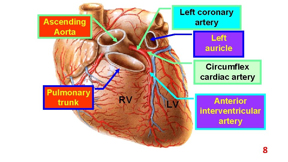 Left coronary artery Ascending Aorta Left auricle Circumflex cardiac artery Pulmonary trunk RV LV